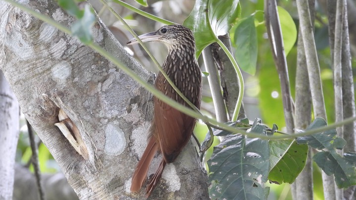 Woodcreeper, Ivory-billed (Belize 2021) b