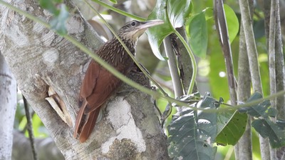 Woodcreeper, Ivory-billed (Belize 2021) c