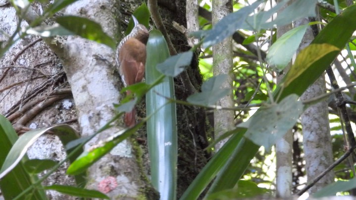 Woodcreeper, Montane (Colombia) 3