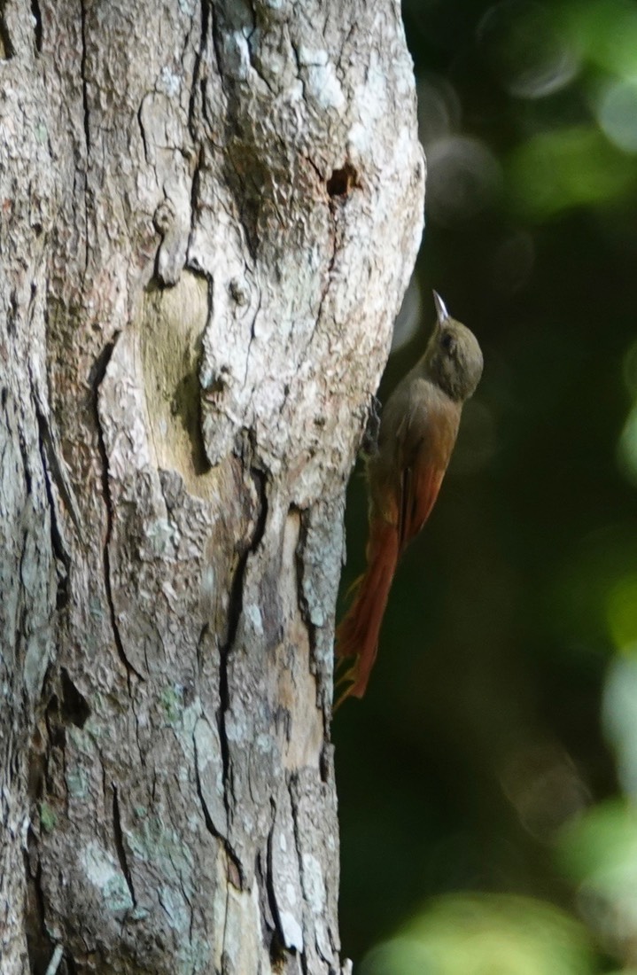 Woodcreeper, Olivaceous - Sittasomus griseicapillus3