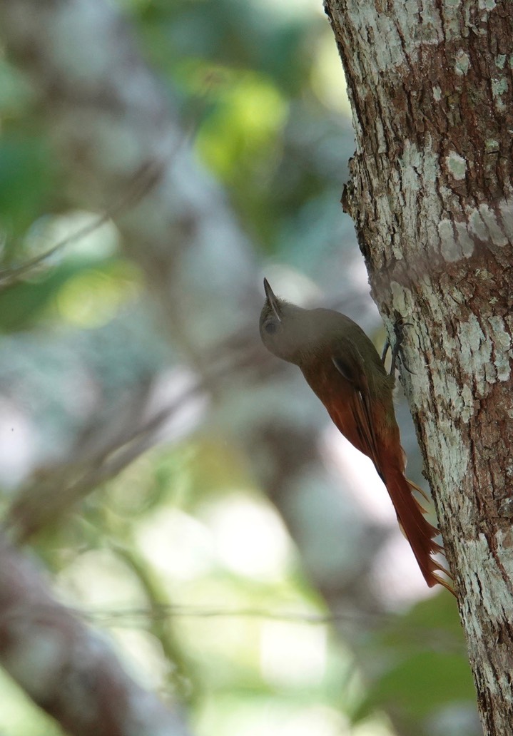 Woodcreeper, Olivaceous - Sittasomus griseicapillus2