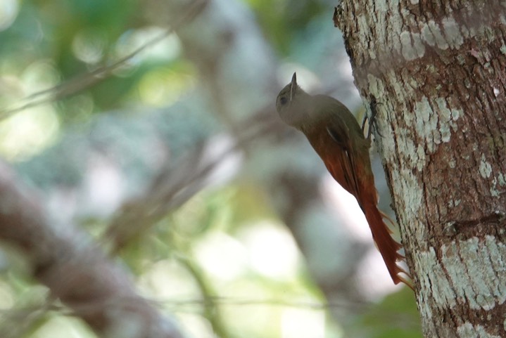 Woodcreeper, Olivaceous - Sittasomus griseicapillus