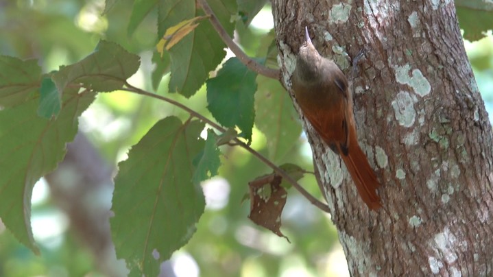 Woodcreeper, Olivaceous (Belize 2021) b