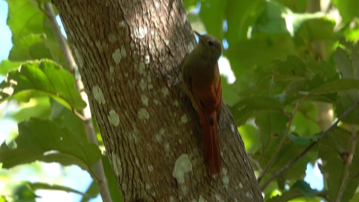 Woodcreeper, Olivaceous (Belize 2021) c