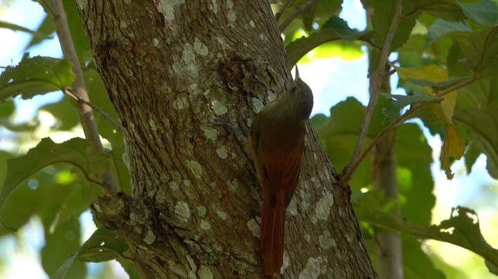 Woodcreeper, Olivaceous (Belize 2021) a