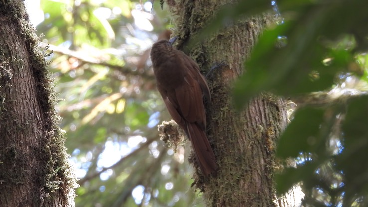 Woodcreeper, Plain-brown (Cerro Montezuma, Colombia)