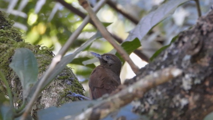 Woodcreeper, Plain-brown (Colombia) 1