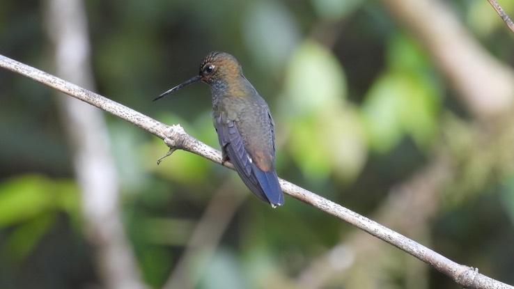 Woodnymph, Crowned (Cerro Montezuma, Colombia) 2