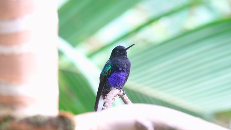 Woodnymph, Crowned (Cerro Montezuma, Colombia) 4