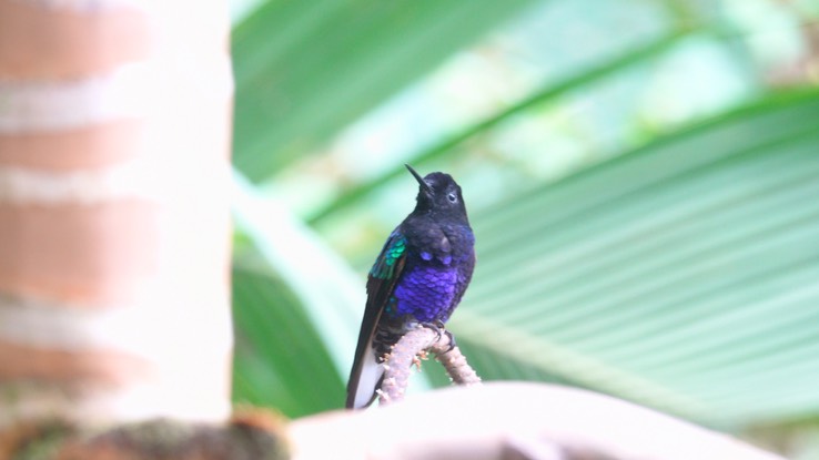 Woodnymph, Crowned (Cerro Montezuma, Colombia) 3