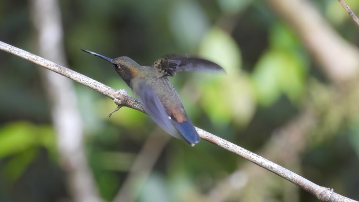 Woodnymph, Crowned (Cerro Montezuma, Colombia) 1