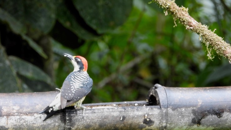 Woodpecker, Black-cheeked (Cerro Montezuma, Colombia)