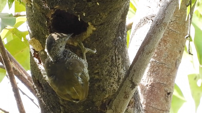 Woodpecker, Buff-spotted 1