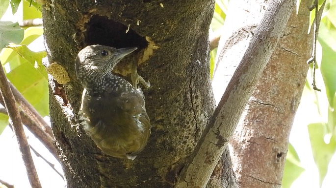 Woodpecker, Buff-spotted 2