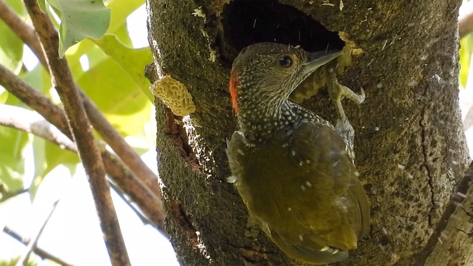 Woodpecker, Buff-spotted 4