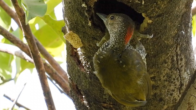 Woodpecker, Buff-spotted 5