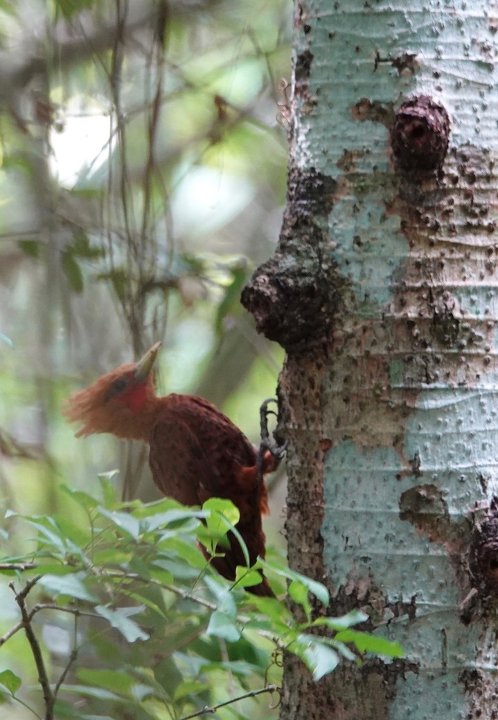 Woodpecker, Chestnut-colored. Celeus castaneus1