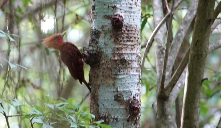 Woodpecker, Chestnut-colored. Celeus castaneus