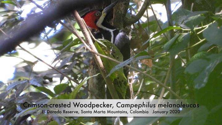 Woodpecker, Crimson-crested (Colombia) 1