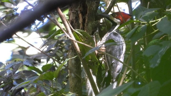 Woodpecker, Crimson-crested (Colombia) 3