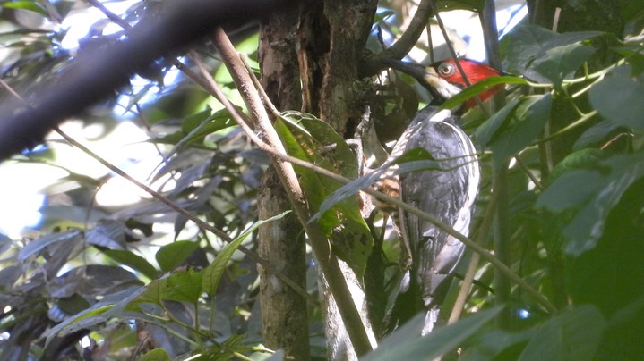 Woodpecker, Crimson-crested (Colombia) 2