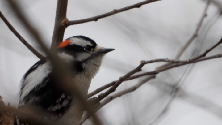 Woodpecker, Downy Kansas 2022 2