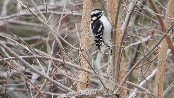 Woodpecker, Downy Kansas 2022 1