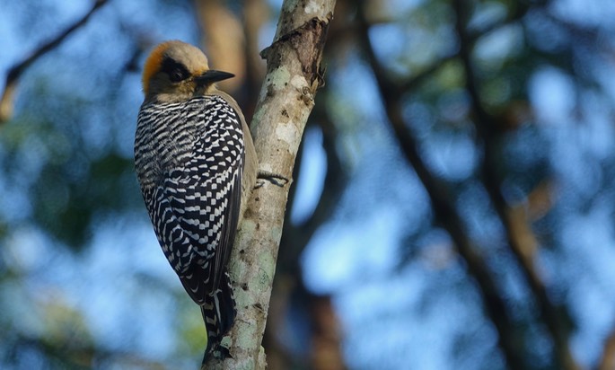 Woodpecker, Golden-cheeked - Melanerpes chrysogenys - Rancho Primavera, El Tuito, Jalisco, Mexico2