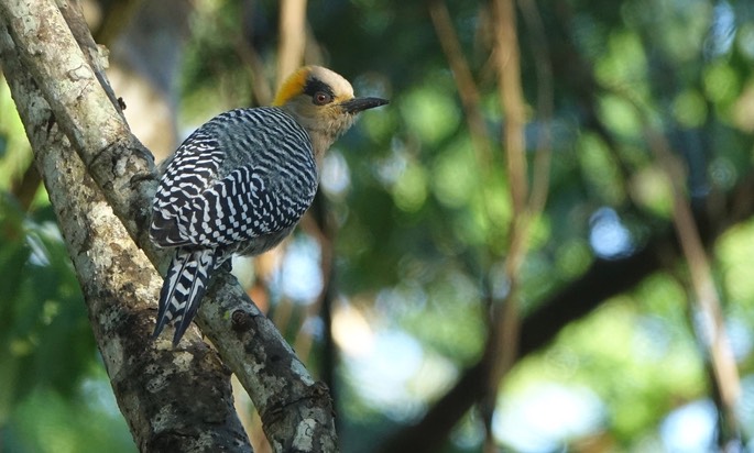 Woodpecker, Golden-cheeked - Melanerpes chrysogenys - Rancho Primavera, El Tuito, Jalisco, Mexico4