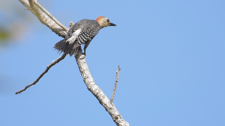 Woodpecker, Golden-fronted (Belize) 2