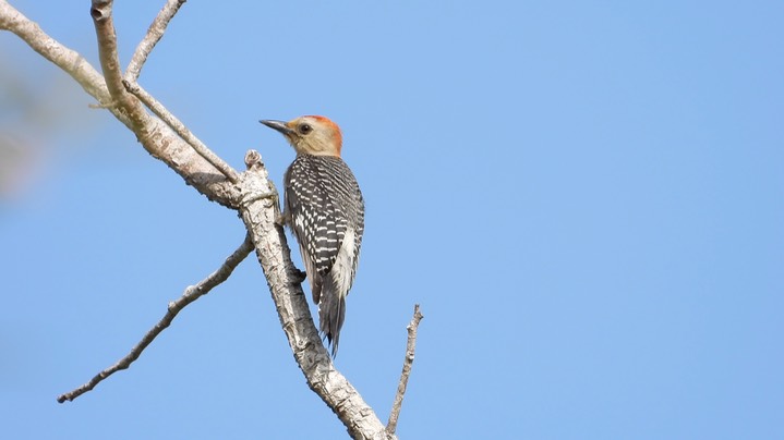 Woodpecker, Golden-fronted (Belize) 3