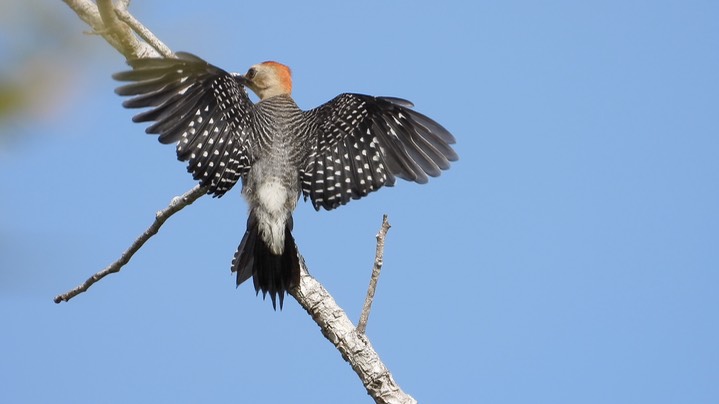 Woodpecker, Golden-fronted (Belize) 1