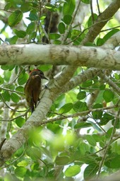 Woodpecker, Golden-Olive. Colaptes rubiginosus