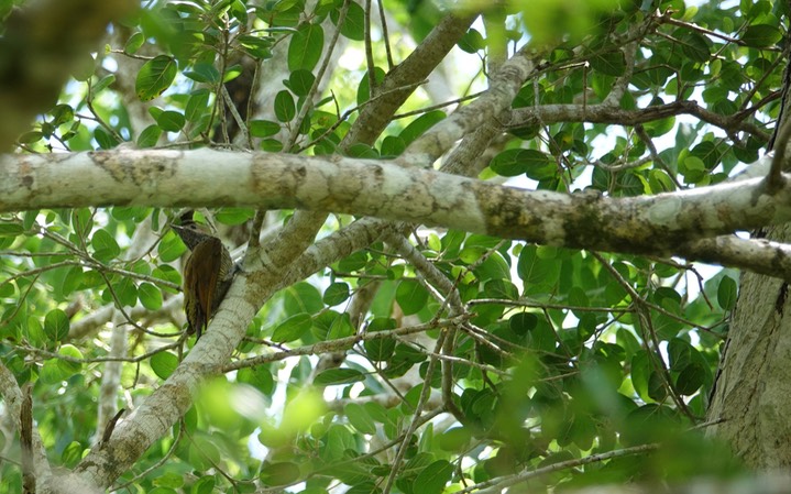 Woodpecker, Golden-Olive. Colaptes rubiginosus1