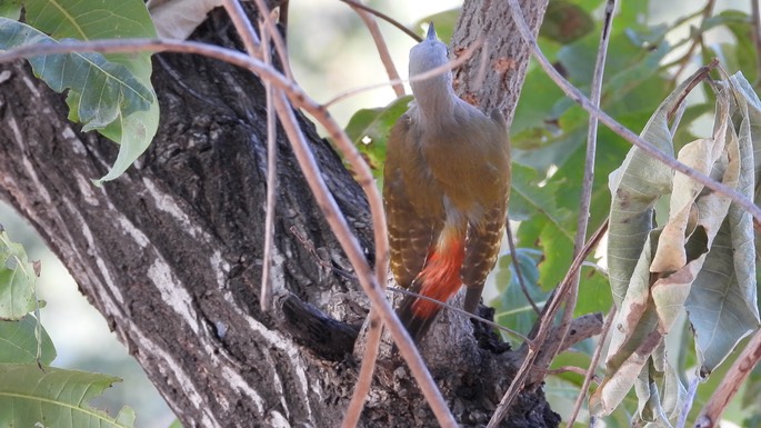 Woodpecker, Grey - Senegal 1