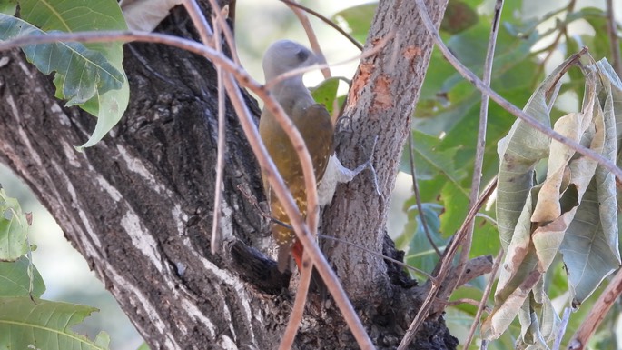 Woodpecker, Grey - Senegal 2