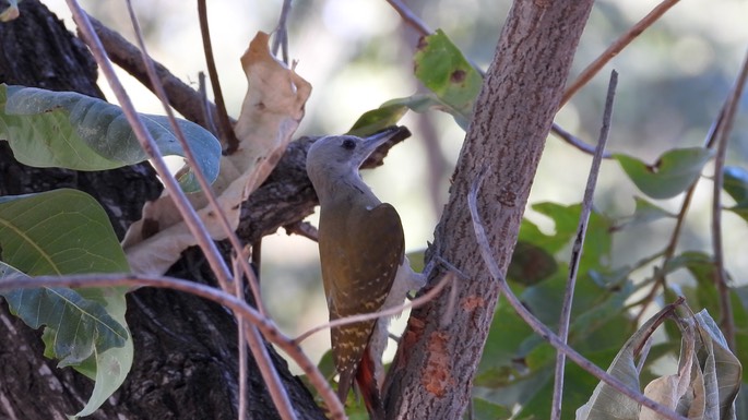 Woodpecker, Grey - Senegal 3