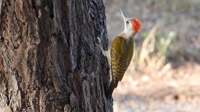 Woodpecker, Grey - Senegal 4