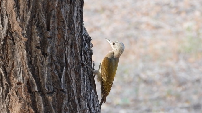 Woodpecker, Grey - Senegal 5