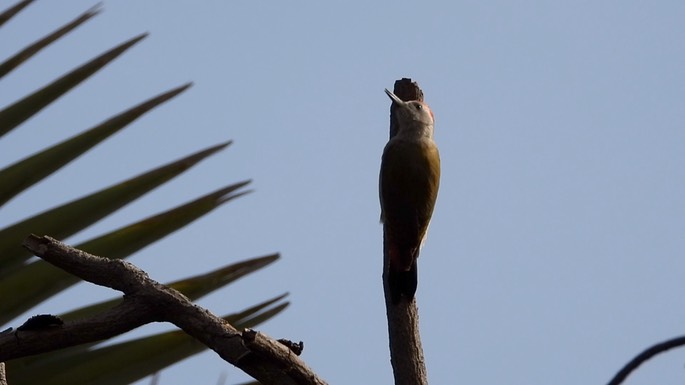 Woodpecker, Grey 3