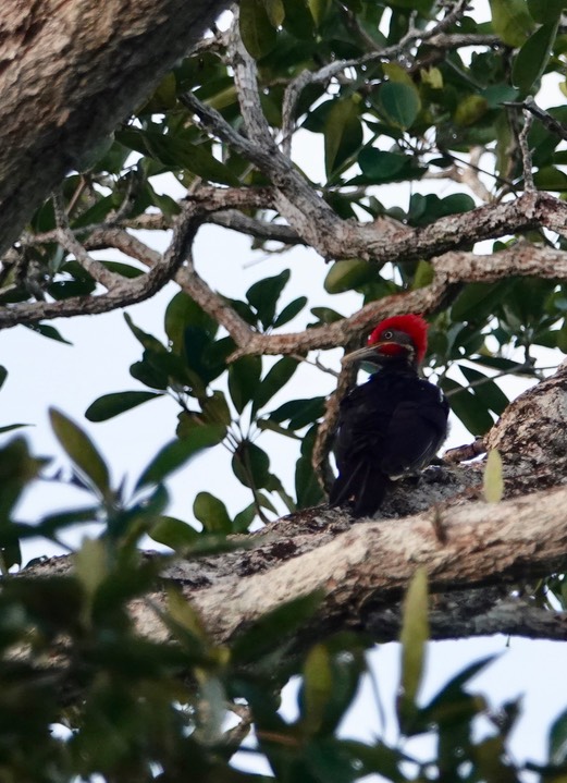 Woodpecker, Lineated Dryocopus lineatus