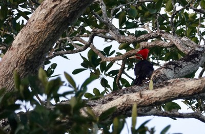 Woodpecker, Lineated Dryocopus lineatus2