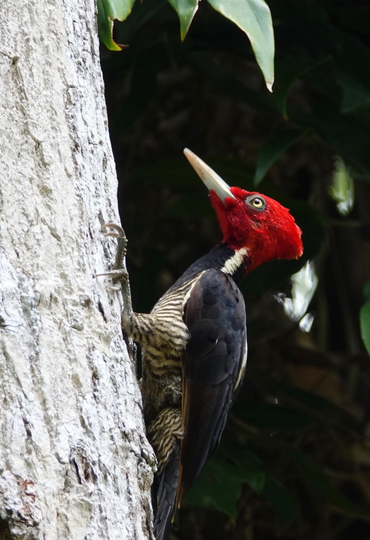 Woodpecker, Pale-billed. Campephilus guatemalensis2