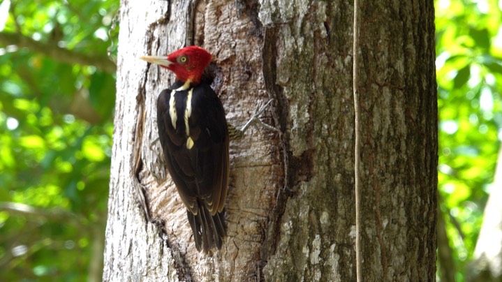 Woodpecker, Pale-billed (Belize 2021)