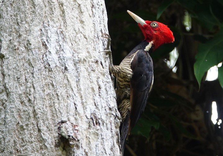 Woodpecker, Pale-billed. Campephilus guatemalensis3