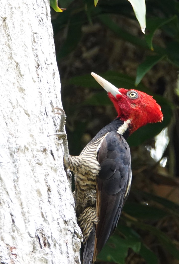 Woodpecker, Pale-billed. Campephilus guatemalensis4