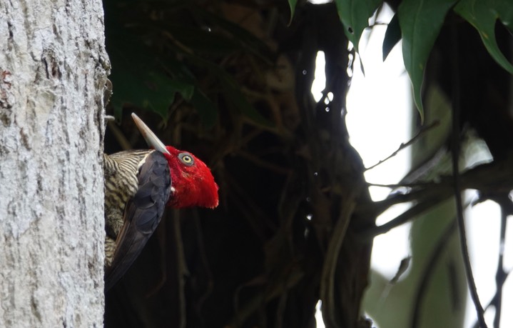 Woodpecker, Pale-billed. Campephilus guatemalensis