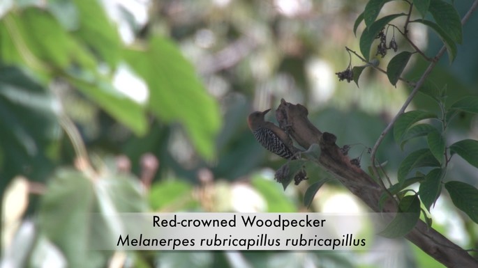 Woodpecker, Red-crowned