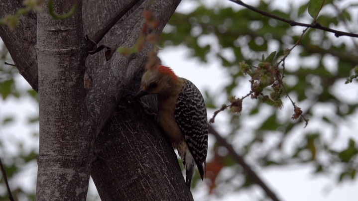 Woodpecker, Red-crowned (Colombia) 1