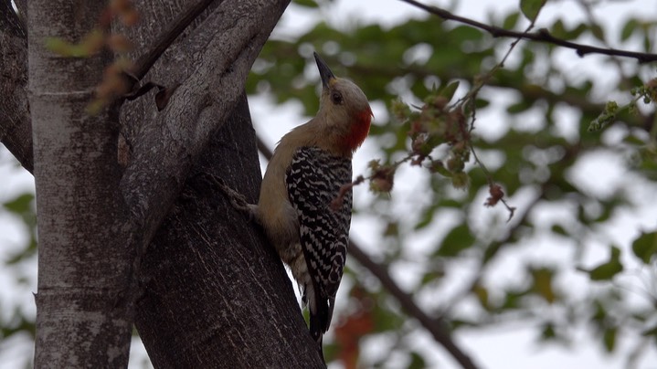 Woodpecker, Red-crowned (Colombia) 2